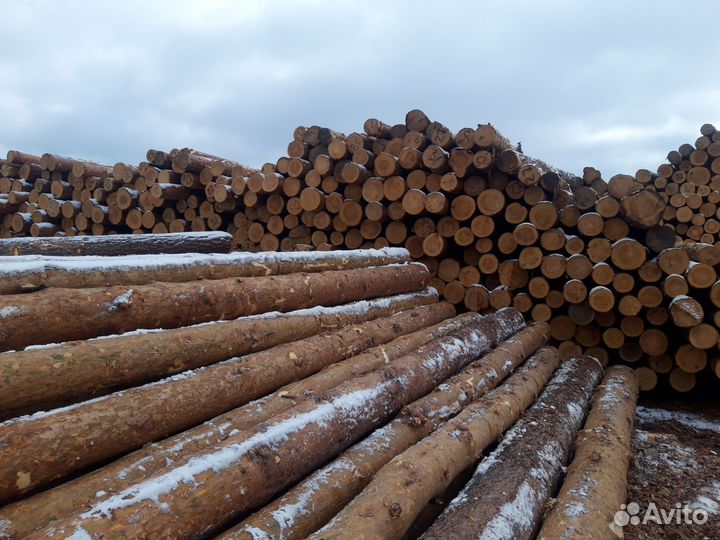 Лес кругляк сосна