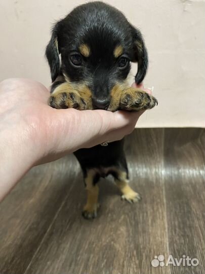 Щенки кроличьей таксы