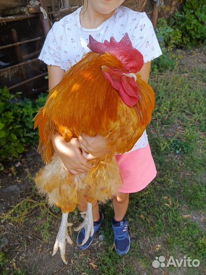 Петух орпингтон палевый петух долматинец