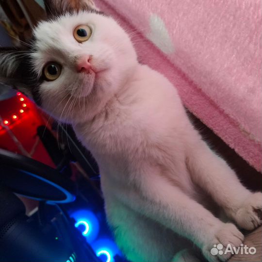 Отдам кота в добрые руки