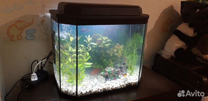 Аквариум 50 литров