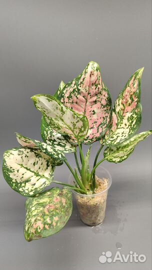 Аглаонемы 2