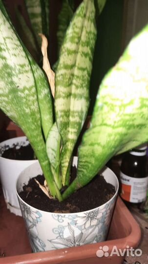 Сансевиерия
