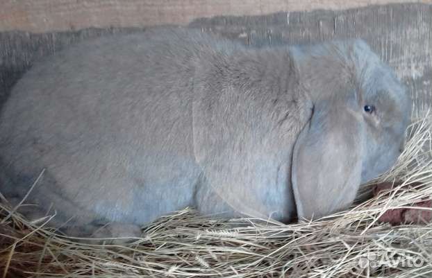 Кролики французский баран