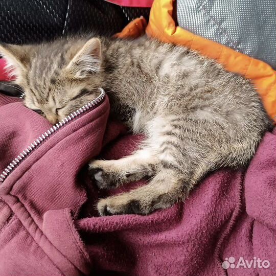 Котенок