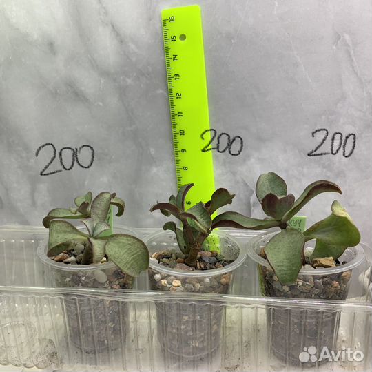 Крассула манимейкер, крассула кучерявая