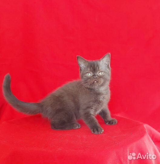 Котик