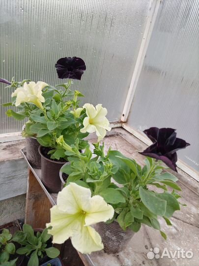 Петунии компаньоны