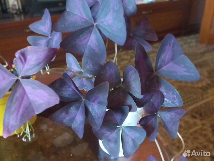 Кислица оксалис, 1шт