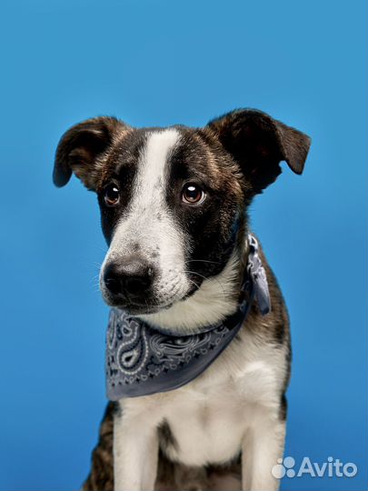 Красавчик щенок в добрые руки