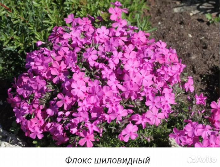 Почвопокровники