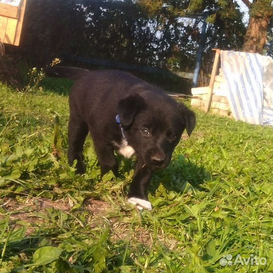 Щенки лайки