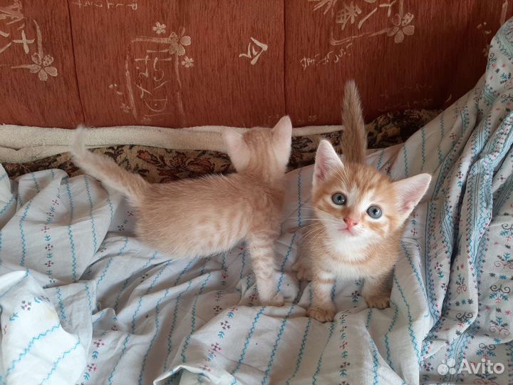 Гладкошерстные котята