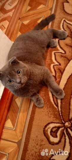 Британский короткошерстный кот