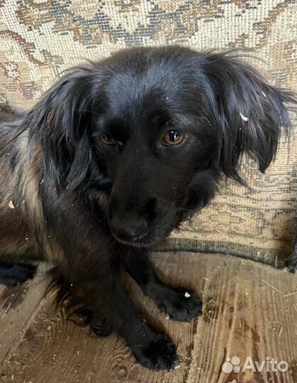 Маленькой Пуговке страшно в приюте