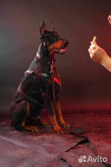 Бронь щенков добермана