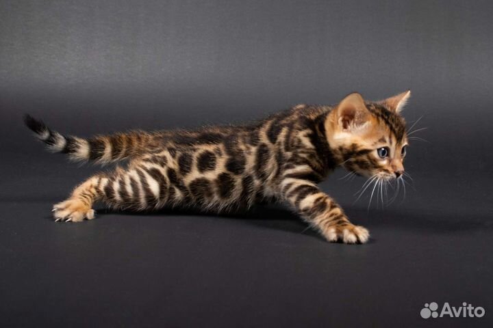 Бенгальские котята, мальчики