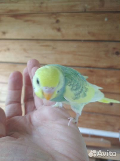 Птенчики волнистых попугайчиков