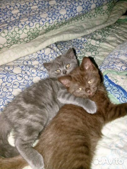 Британская