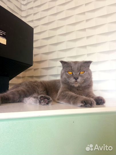 Домашняя передержка