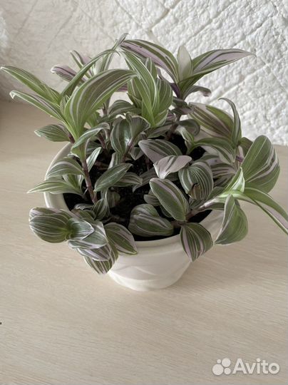 Традесканция в керамическом горшке