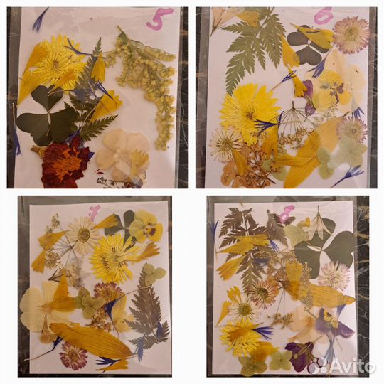 Сухоцветы для творчества. Плоская сушка