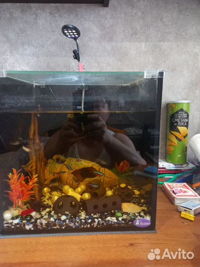 Аквариум 30 литров(со всем содержимым)