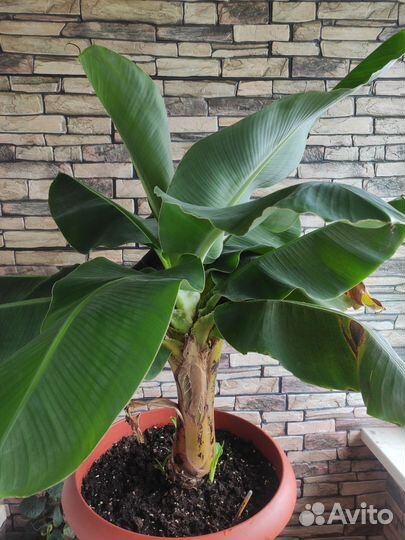 Банан, плодовая экзотика