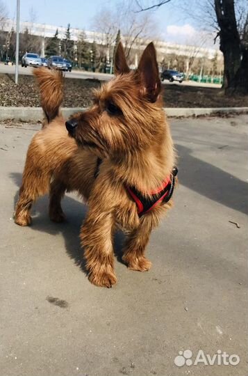 Найдись, барышня, для нашего кавалера