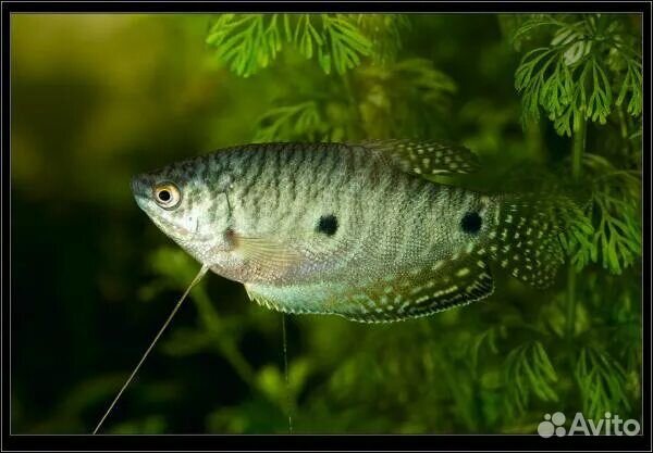Аквариумная рыба