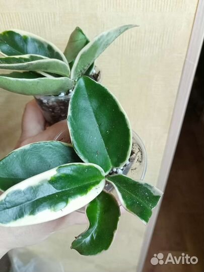 Хойя дисхидии