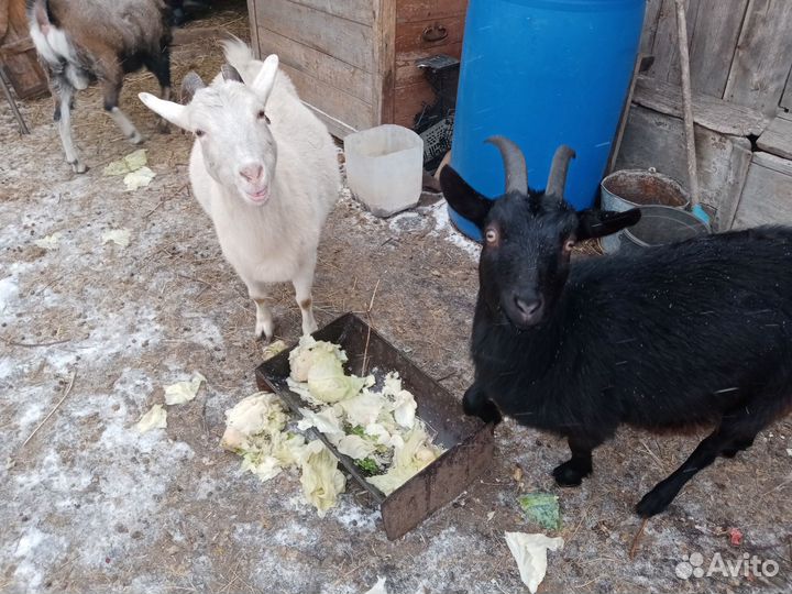 Молочные козы