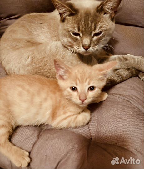 Котёнок мальчик