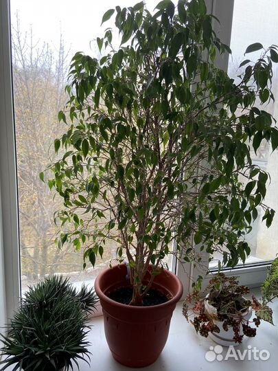 Фикус бенджамина большой