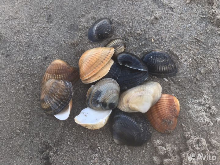 Ракушки для поделок