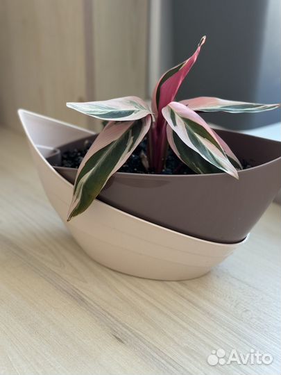 Калатея строманта