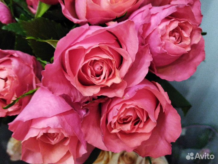 Розы Эквадор премиум