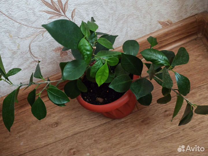 Хойя (цветёт), аспарагус, фикус