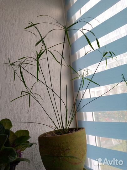 Комнатные цветы пальма