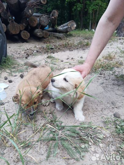 Отдам бесплатно щенков в хорошие руки