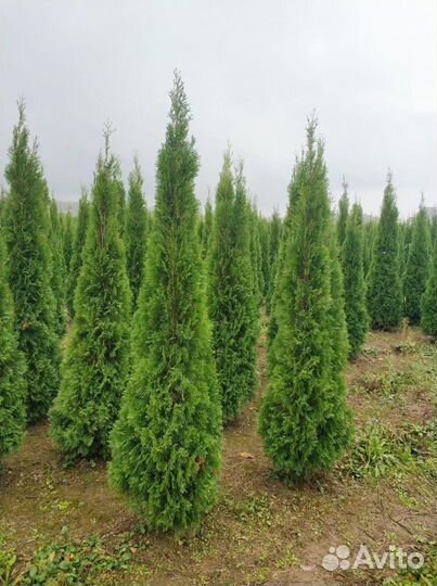 Туя Смарагд