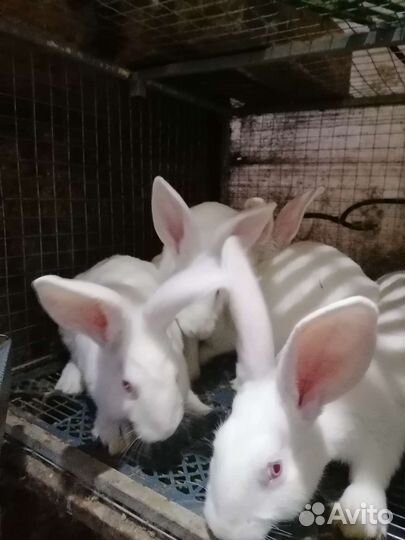 Продам мясо кролика