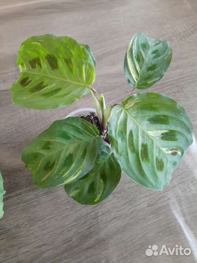 Маранта Leuconeura variegata
