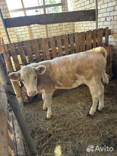 Телка сементал