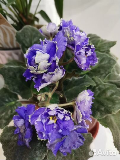 Комнатный цветок