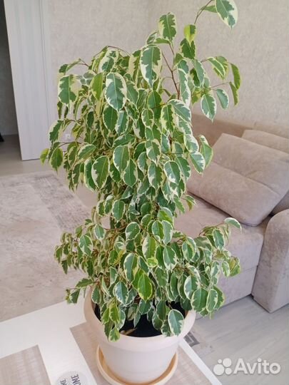 Фикус бенджамина