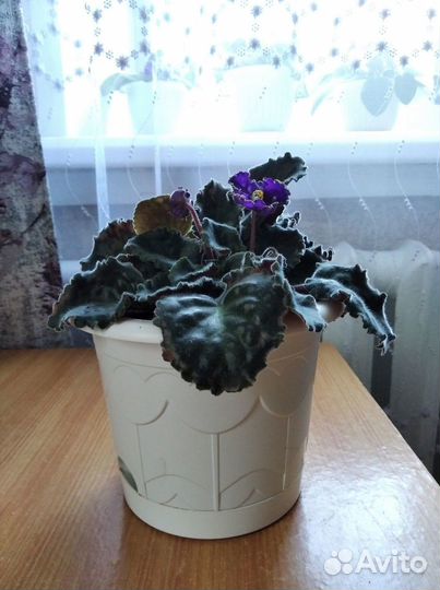 Цветущие фиалки