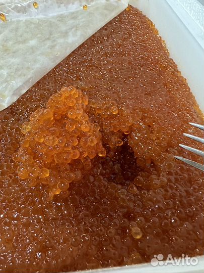 Красная икра горбуши