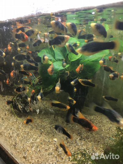 Флаговые меченосцы. Пецилии Гавайские