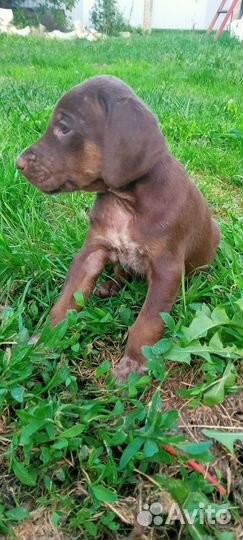 Щенки курцхаара